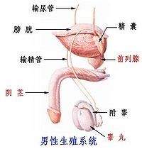 gyógyított krónikus prostatitis